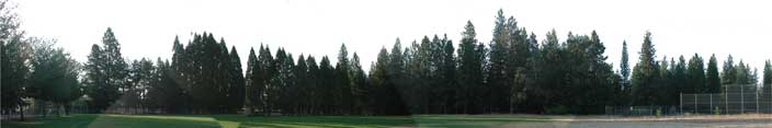 landscape view of pine tree line on Lyman Gilmore field